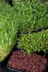 Wall Mural - Growing microgreens at home. Different types of microgreens are used for food. Amaranth, arugula, radish, cilantro, sprouted peas in boxes. Fresh organic