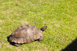 © Wavebreak Media - Close up of turtle on green grass in sunny garden, copy space
