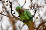 Fototapeta Zwierzęta - Rose-ringed Parakeet feeding on a tree branch in Madrid