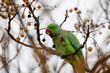 Rose-ringed Parakeet feeding on a tree branch in Madrid