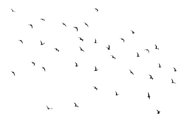 Wall Mural - png flock of birds silhouette isolated on transparent clear background