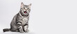© Limitless Visions - Portrait shot of american shorthair cat.studio background.pet and relationship concepts