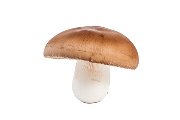 Wall Mural - Porcini Mushroom 