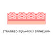 Stratified squamous epithelium. Epithelial tissue types. A multiple layer of pavement like cells that lines that protect against invading microorganisms and prevent water loss. Vector illustration. 