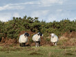 Sheep trio on Exmoor in autumn landscape.