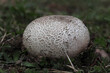 scléroderme vulgaire, (scleroderma vulgare), in champignon en forme de boule qui pousse dans les champs