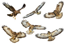 Birds Of Prey - Common Buzzard Buteo Buteo Flying, Hawk Bird, Predatory Bird Close Up Flying Bird Isolated On White Background - Set, Mix Six Flying Birds Of Prey