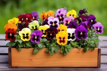 Vibrant Pansies Arranged In A Wooden Box