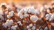 Close up ripe cotton with white fiber grow. Generative AI.