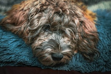 the puppy has a blue blanket on it's back