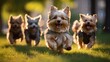 Group of cute dogs running and playing on the green grass in the park,