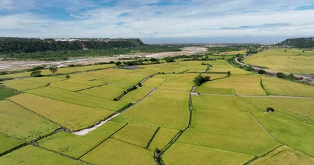 Canvas Print - Drone fly Taichung paddy rice field