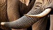 Ein Elefant - Detailaufnahme des Kopfes mit Rüssel