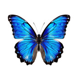 Fototapeta Motyle - Butterfly clip art
