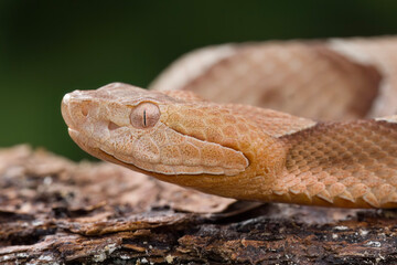 Wall Mural - Venomous Southern Copperhead Snake