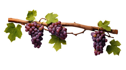 red grapes on a branch with leaves isolated on a transparent background