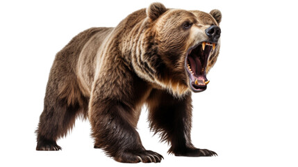 brown bear isolated on transparent