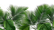Palm branches in the corners, tropical plants decoration elements
