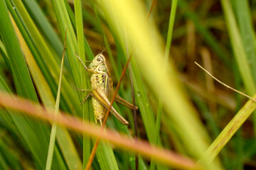 Wall Mural - A green grasshopper sits on a grass stem.