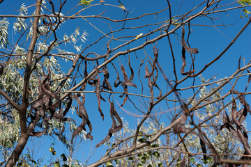 Canvas Print - long brown seed pods on a relatively bare tree on a blue sky (perhaps of a honey locust tree)