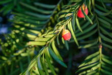 Flower Of The Yew Shrub Taxus Baccata