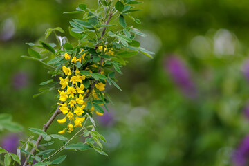 Flowers on the tree Bobovnik or golden rain. Greening the urban environment. Background with selective focus