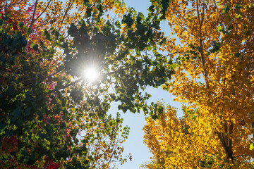 Canvas Print - sun peeking through trees in autumn