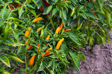 Poster - Hot yellow pepper on the bush.