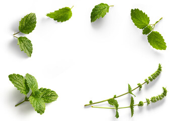 Wall Mural - frame / border healthy and herbal medicine. fresh mint leaves with real transparent shadow isolated on transparent background; png design element
