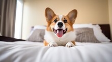 A Cute Dog Peacefully Napping On A Bed, Looking Sweetly At The Camera With An Endearing Gaze, Set Against A Background Of Beautiful Bokeh Blur And Lovely Lighting.
