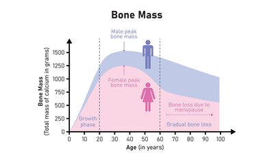 Wall Mural - Bone Mass Curve in Male and Female Concept Design. Vector Illustration.