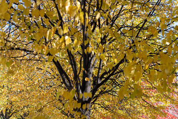 Wall Mural - autumn tree with dark branches and yellow leaves