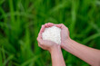 Rice in the hands of a farmer with green rice plants in the background. Agricultural products. human food, close-up of female hands with white rice