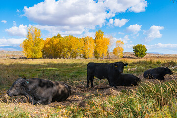 Wall Mural - Cows in a field with bright yellow fall foliage of cottonwood and poplar trees in the Owens Valley outside of Bishop, California.