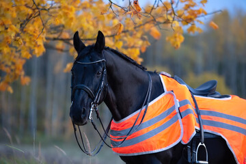 Wall Mural -  portrait of beautiful black dressage stallion  dressed in training protection cover  posing at evening. autumn season