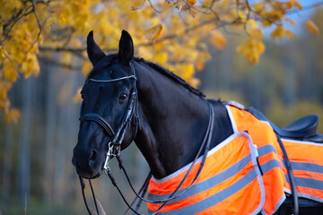 Wall Mural -  portrait of beautiful black dressage stallion  dressed in training protection cover  posing at evening. autumn season