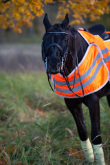 Wall Mural - funny  portrait of beautiful black dressage stallion  dressed in training protection cover  posing at evening. autumn season