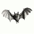 1800s Style Bat Engraving on White Background - vintage illustration reminiscent of the past.