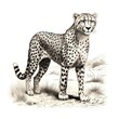 1800s-style vintage engraving of a cheetah on a white background.