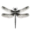 1800s-style dragonfly engraving on white background in vintage illustration.
