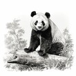 1800s-style Vintage Engraving of Giant Panda on White Background