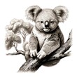 Vintage Koala Engraving in 1800s Style on White Background