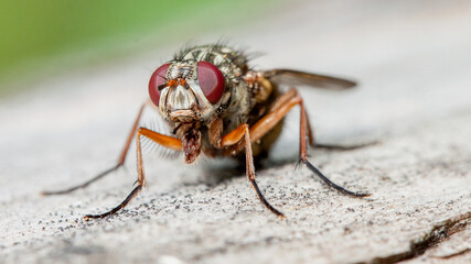 macro of a fly