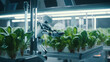Robotic arm harvests hydroponic lettuce.