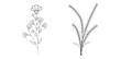 © Laila - Black silhouettes of flowers, grass and herbs, pro vector