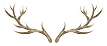Deer Horns. Watercolor Hand Drawn Illustration Of Reindeer Antler On Isolated Background. Clip Art Of Dry Bare Branch. Drawing Of Buck Stag Part Of Skull. Sketch Of Brown Leafless Bough.
