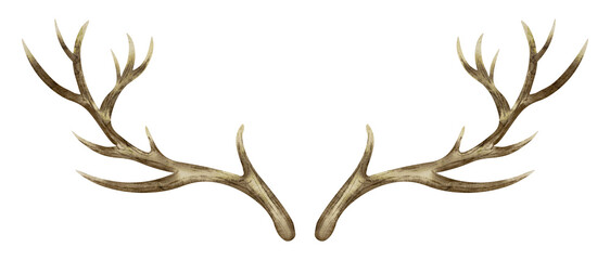 deer horns. watercolor hand drawn illustration of reindeer antler on isolated background. clip art o
