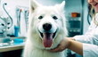 Veterinarian examining cute dog in clinic. AI Generated