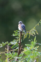 Wall Mural - An eastern bluebird perches atop a black locust tree