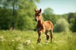  a foal running through a field of tall grass with trees in the backgrounge of the field in the backgrounge, with a blurry sky in the background.  generative ai